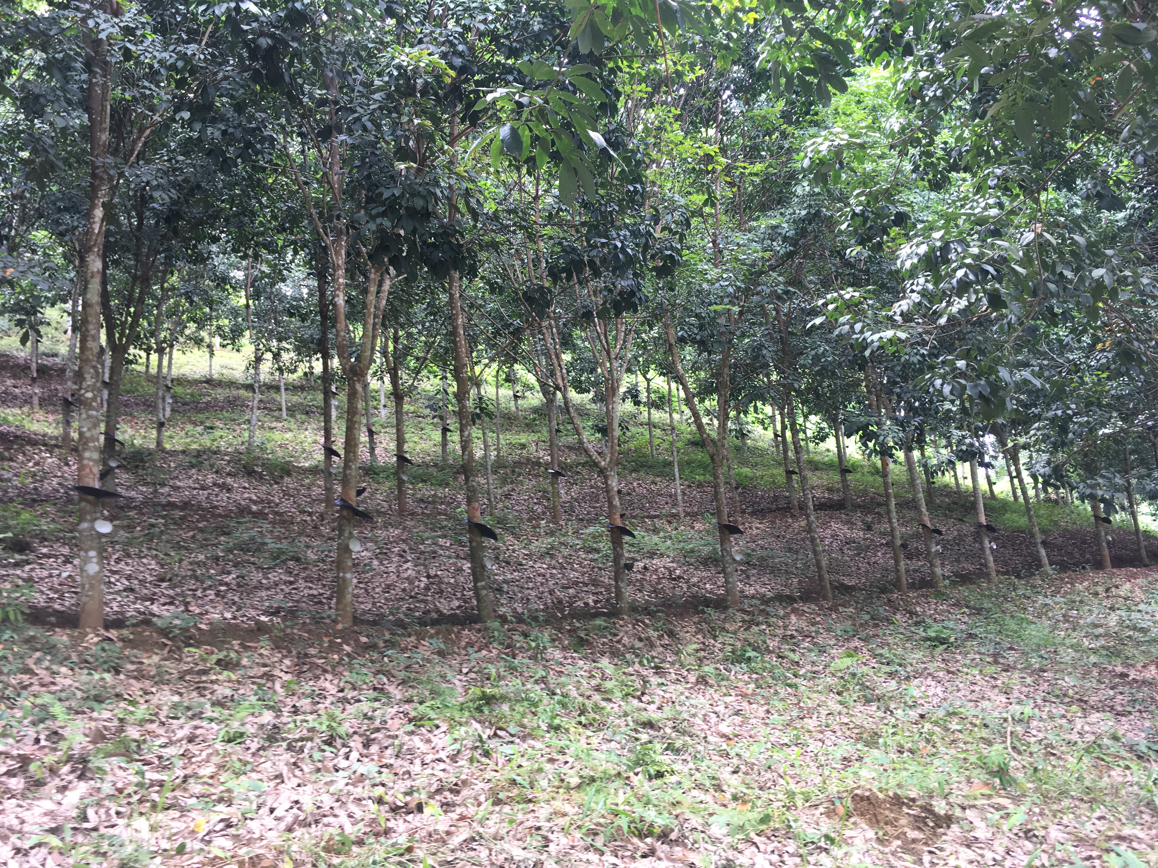 Forest of rubber trees